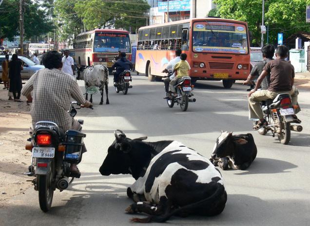 cattle_13569f.jpg